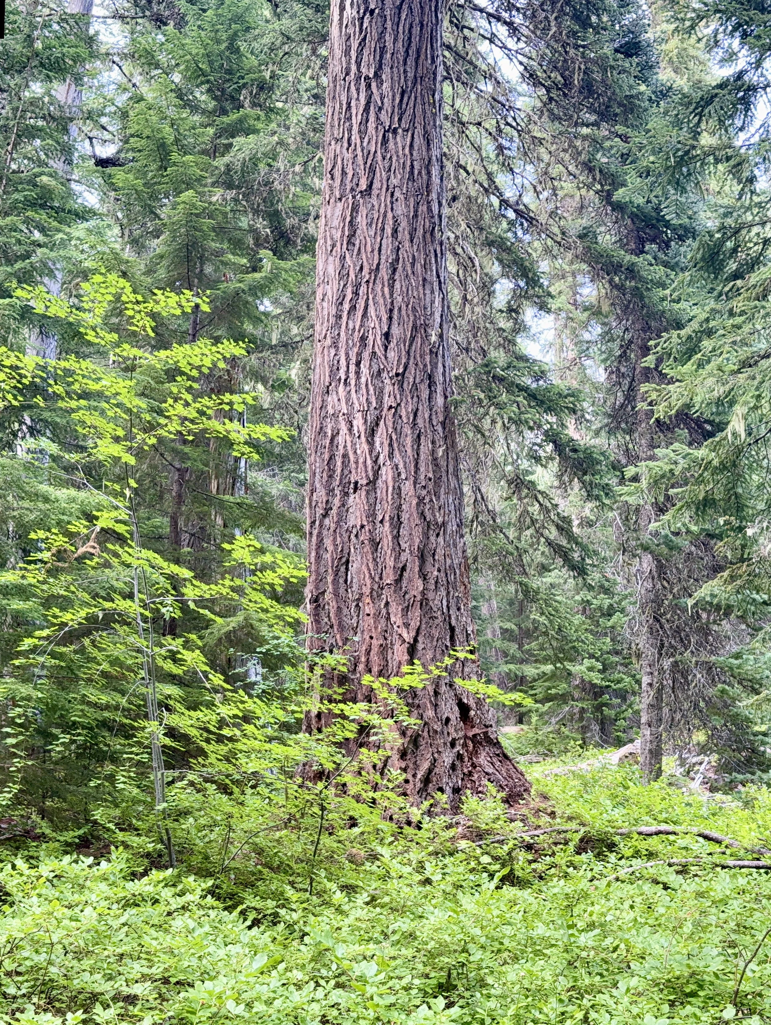 Douglas-fir