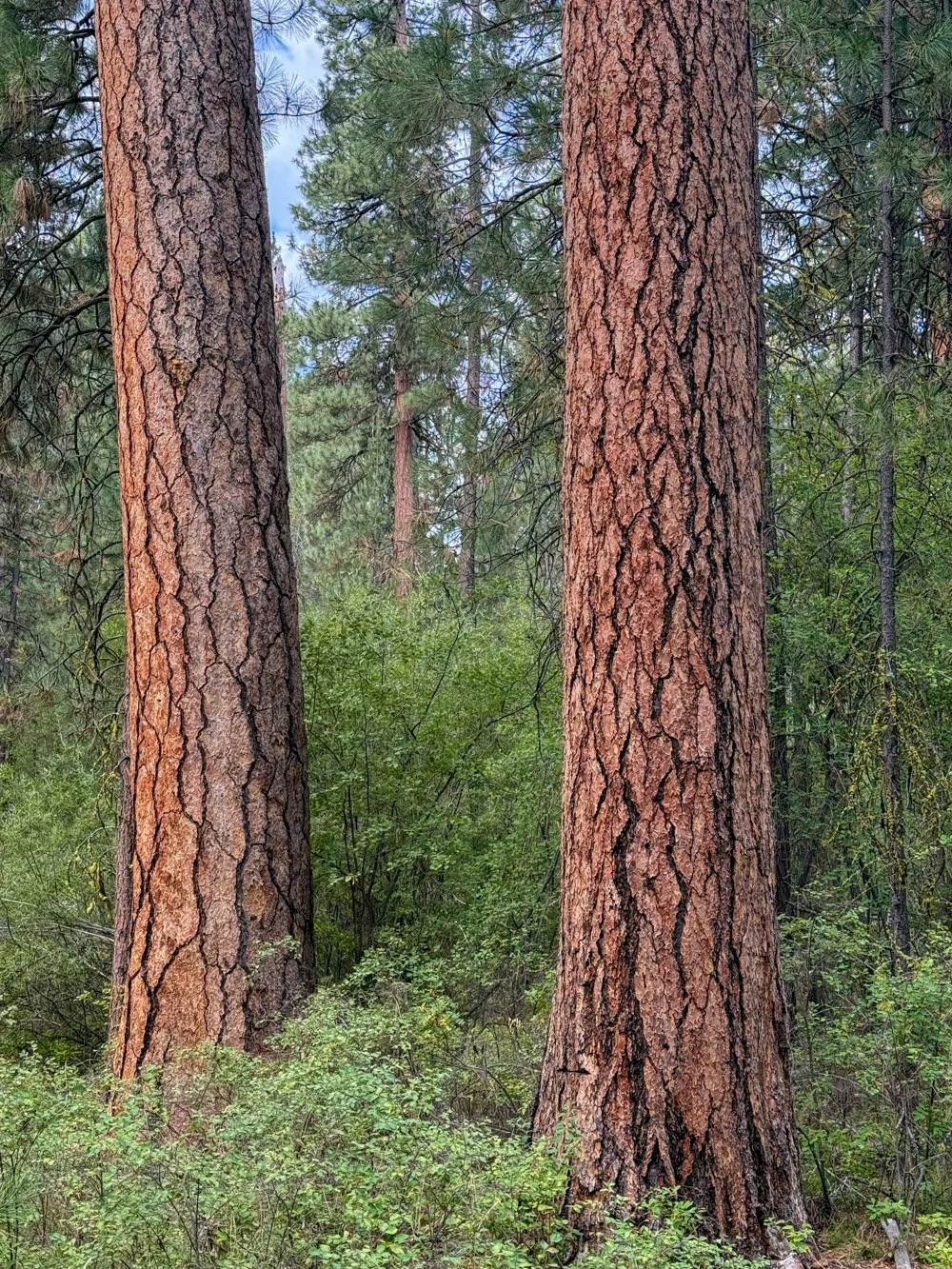 Beautiful old pines