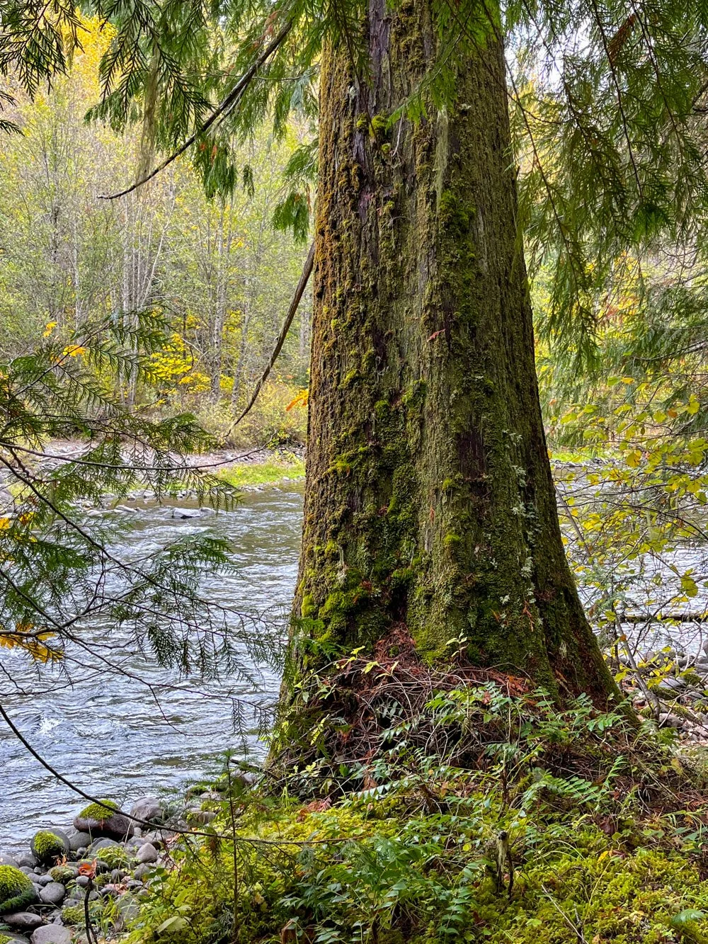 Riverbank western redcedar