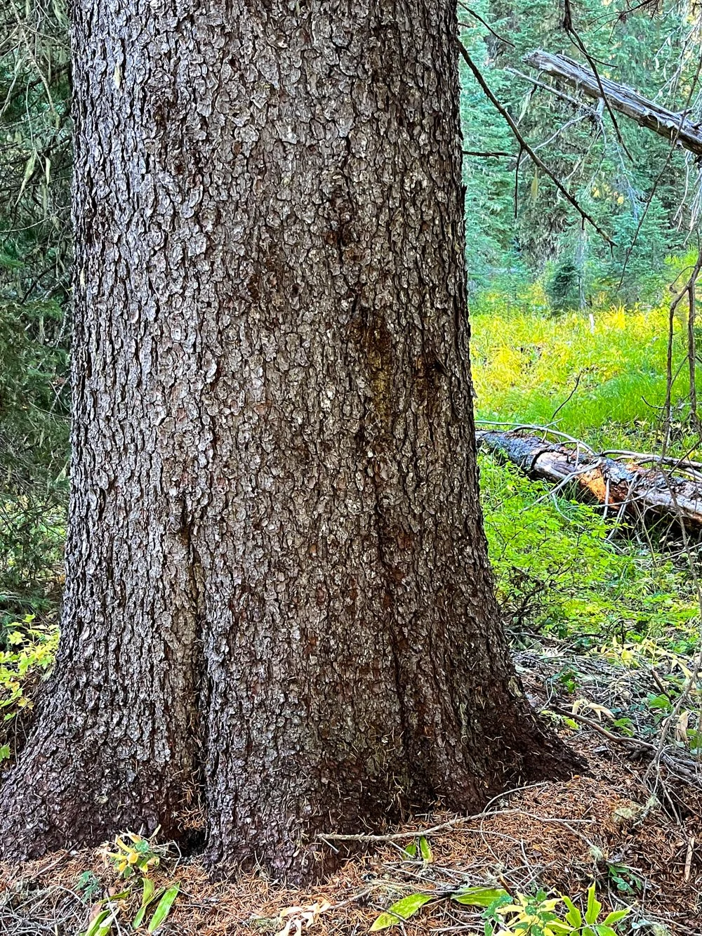 Old Engelmann spruce by Gold Lake Bog