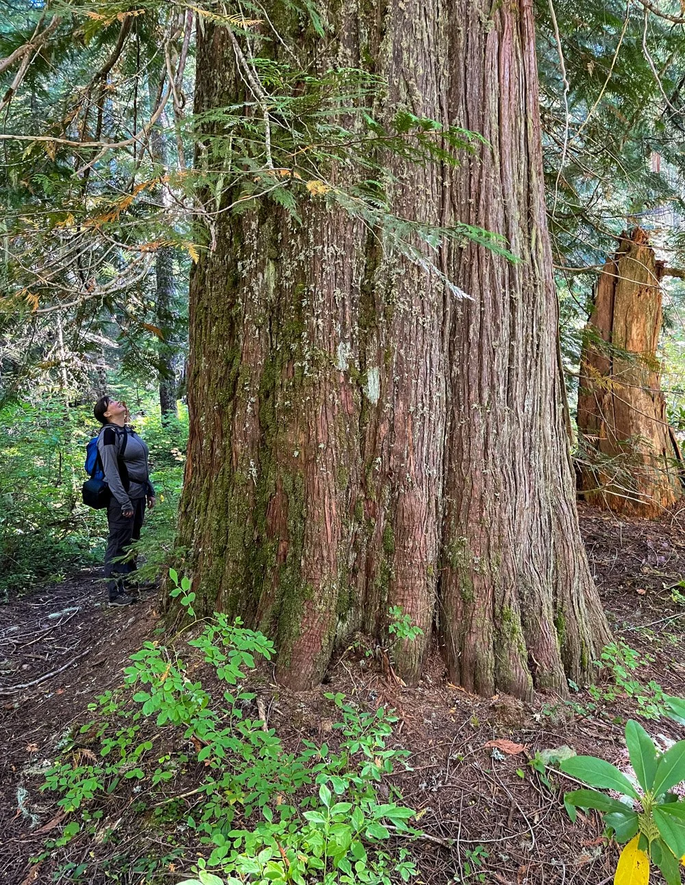 Massive western redcedar