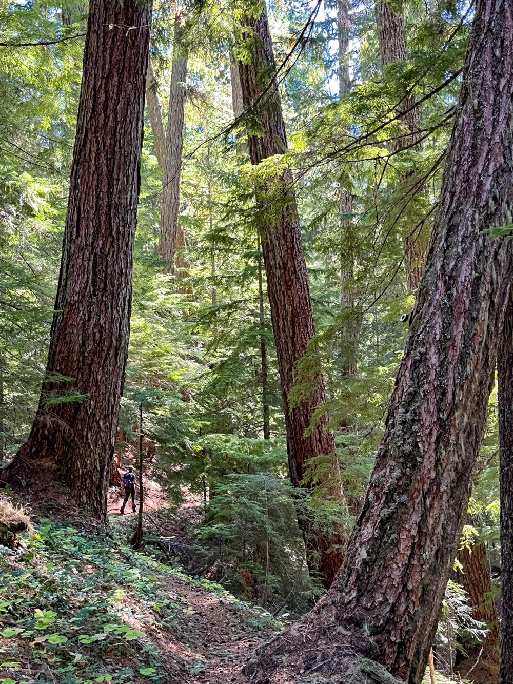 Tippy old trees on earthflow