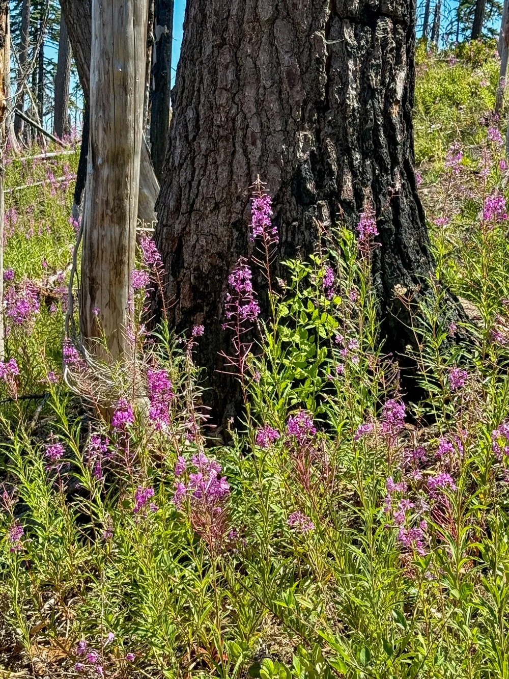 Fireweed