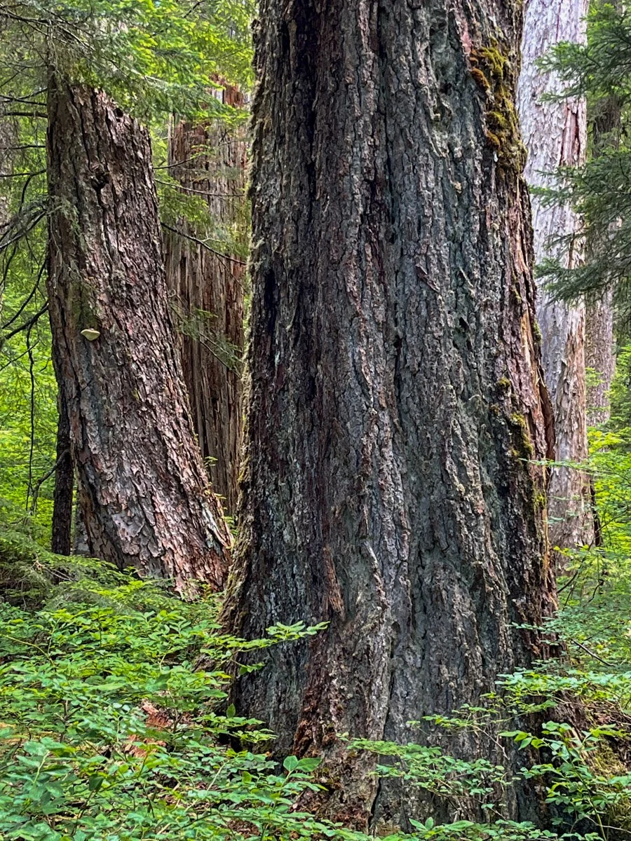 Ancient Douglas-fir