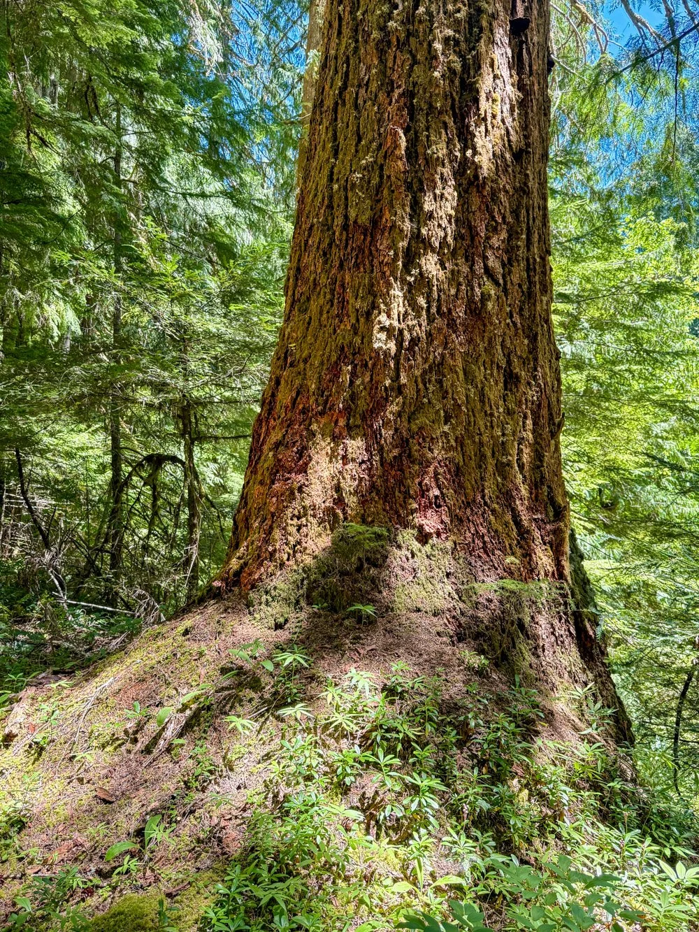 Old Douglas-fir