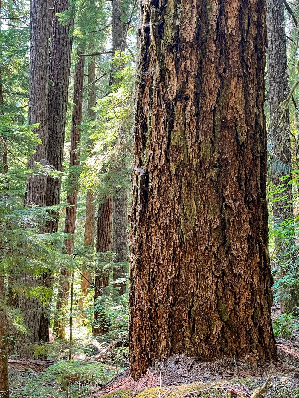 Old Douglas-fir