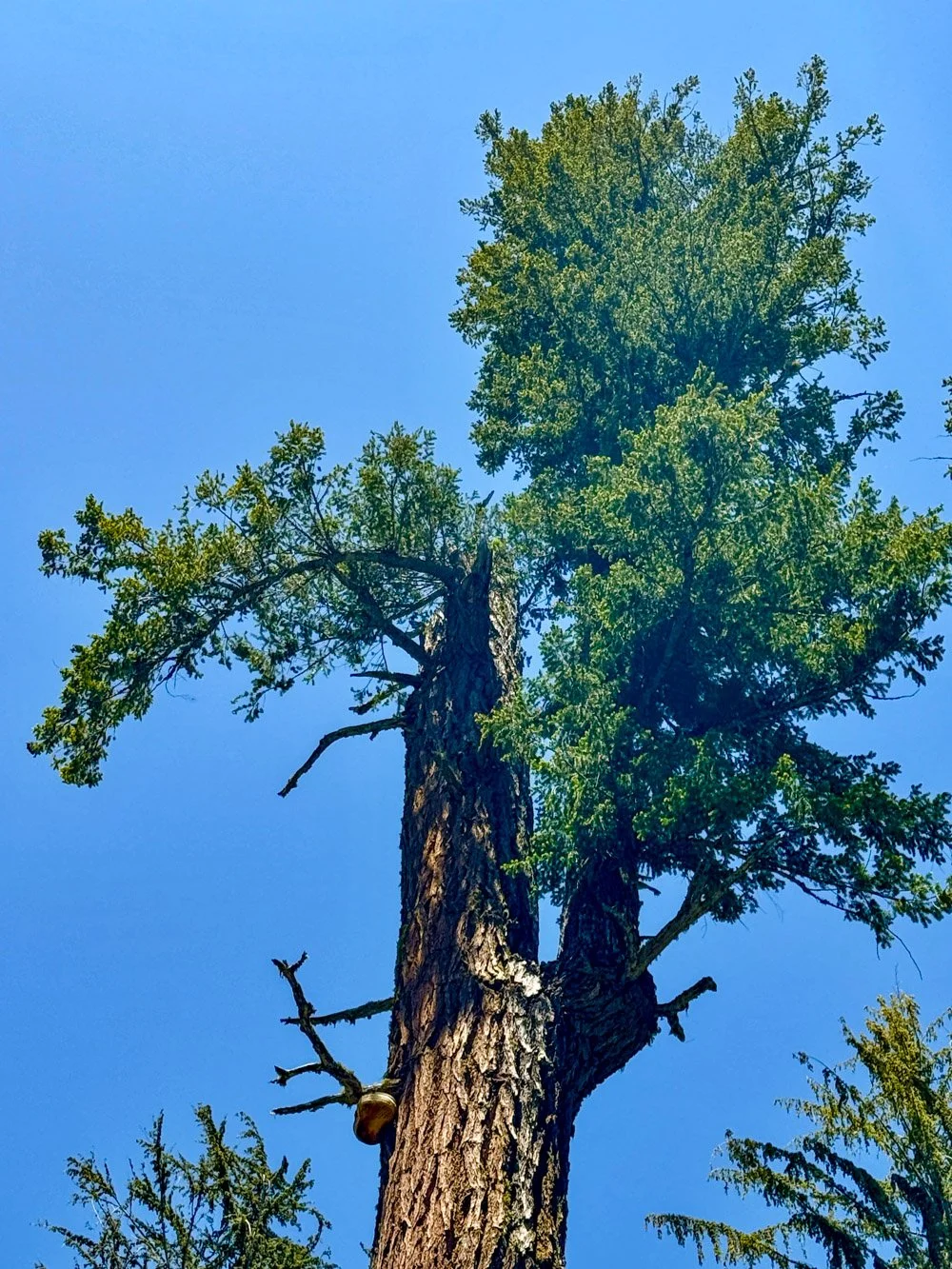 Reiterated Douglas-fir branch