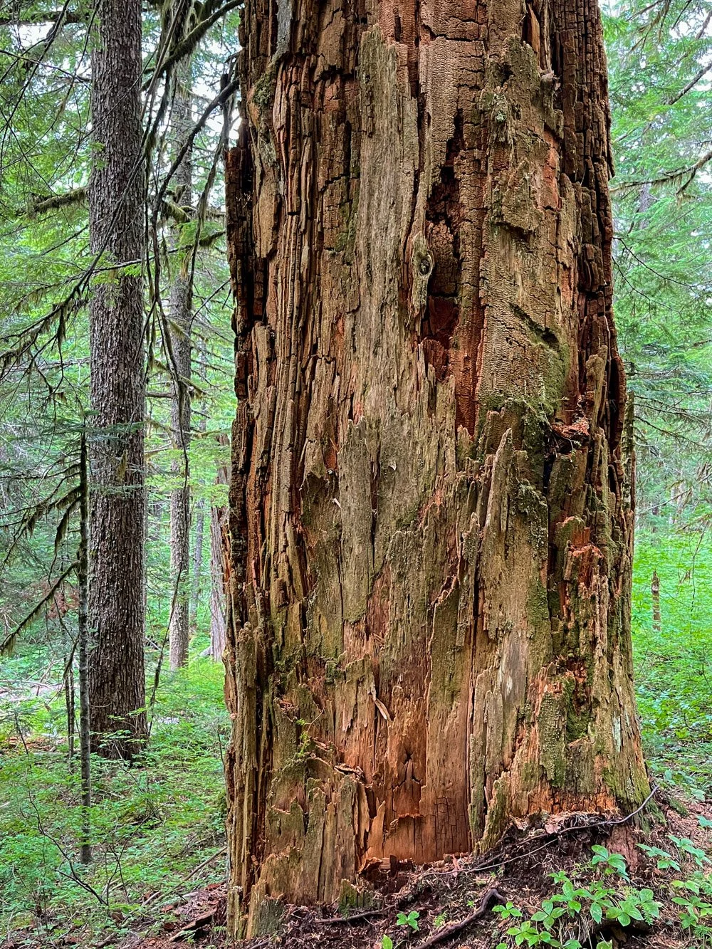 Giant Douglas-fir snag