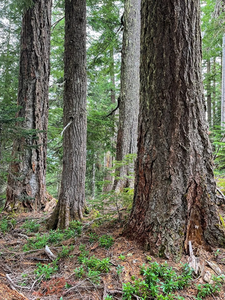 Old growth