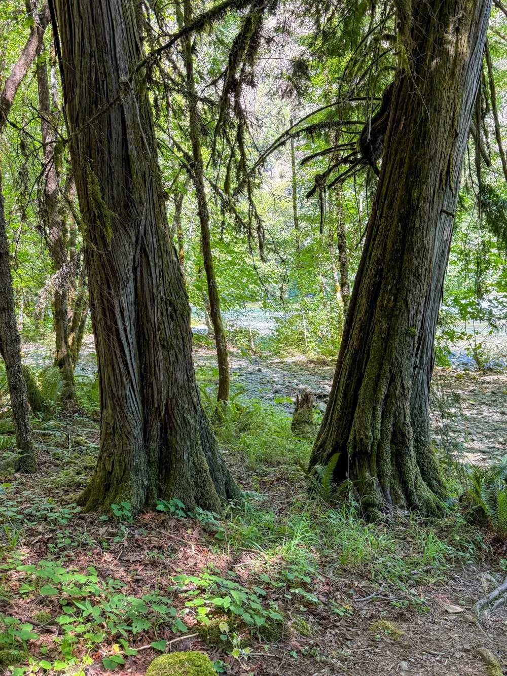 Survivng western redcedar