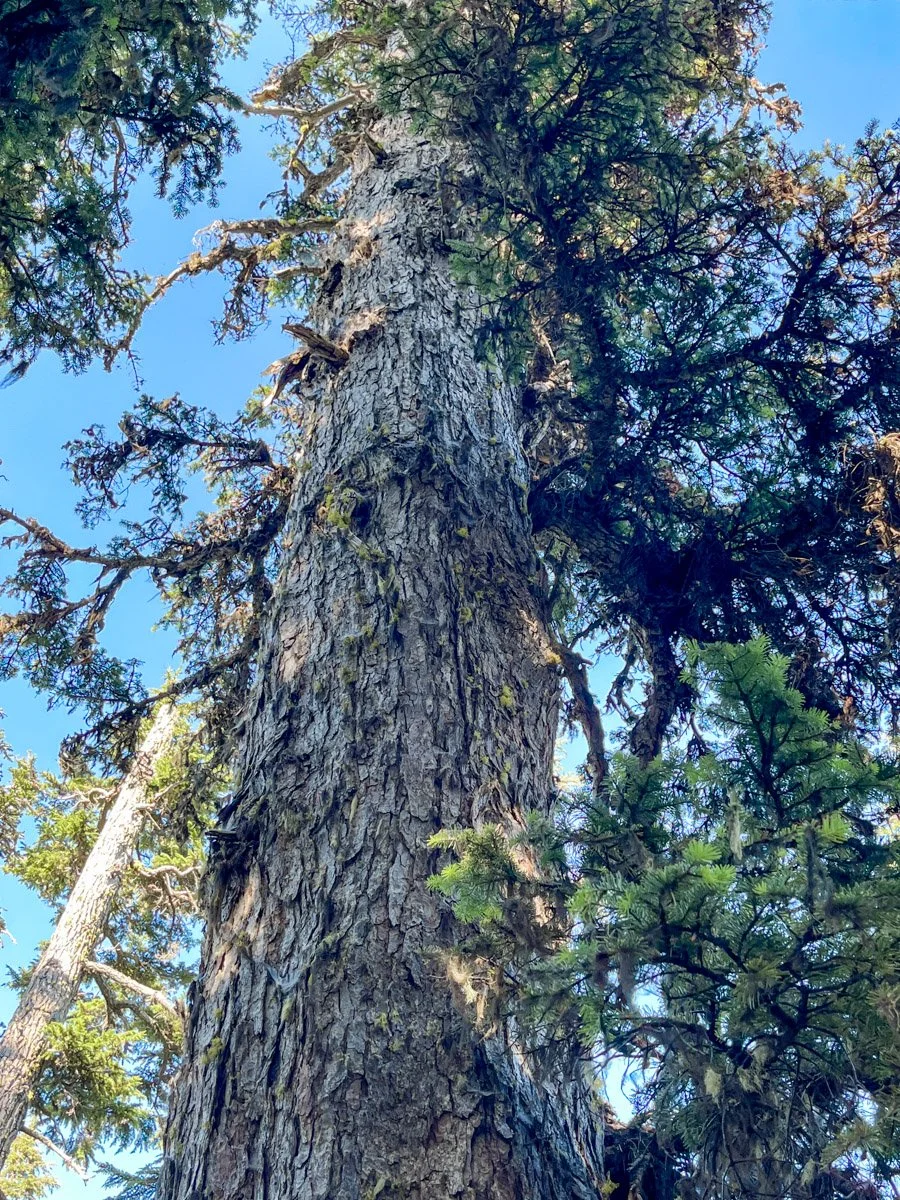 Chunky silver fir trunk
