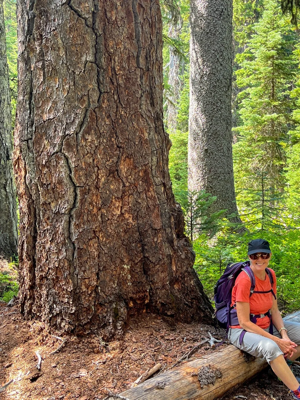 Giant larch and a happy hiker