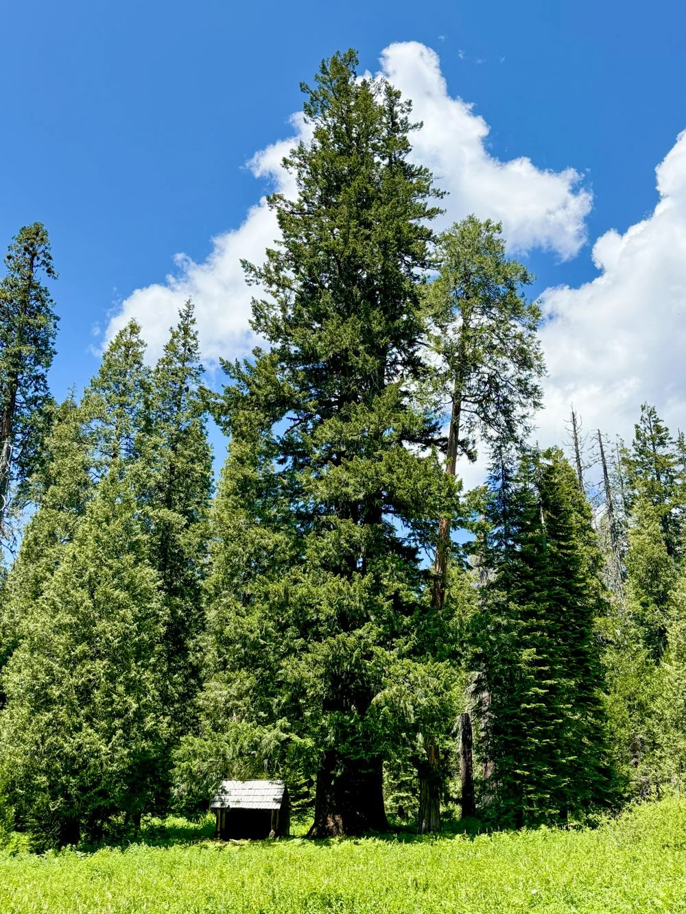Cripple Camp Shelter dwarfed by massive Douglas-fir
