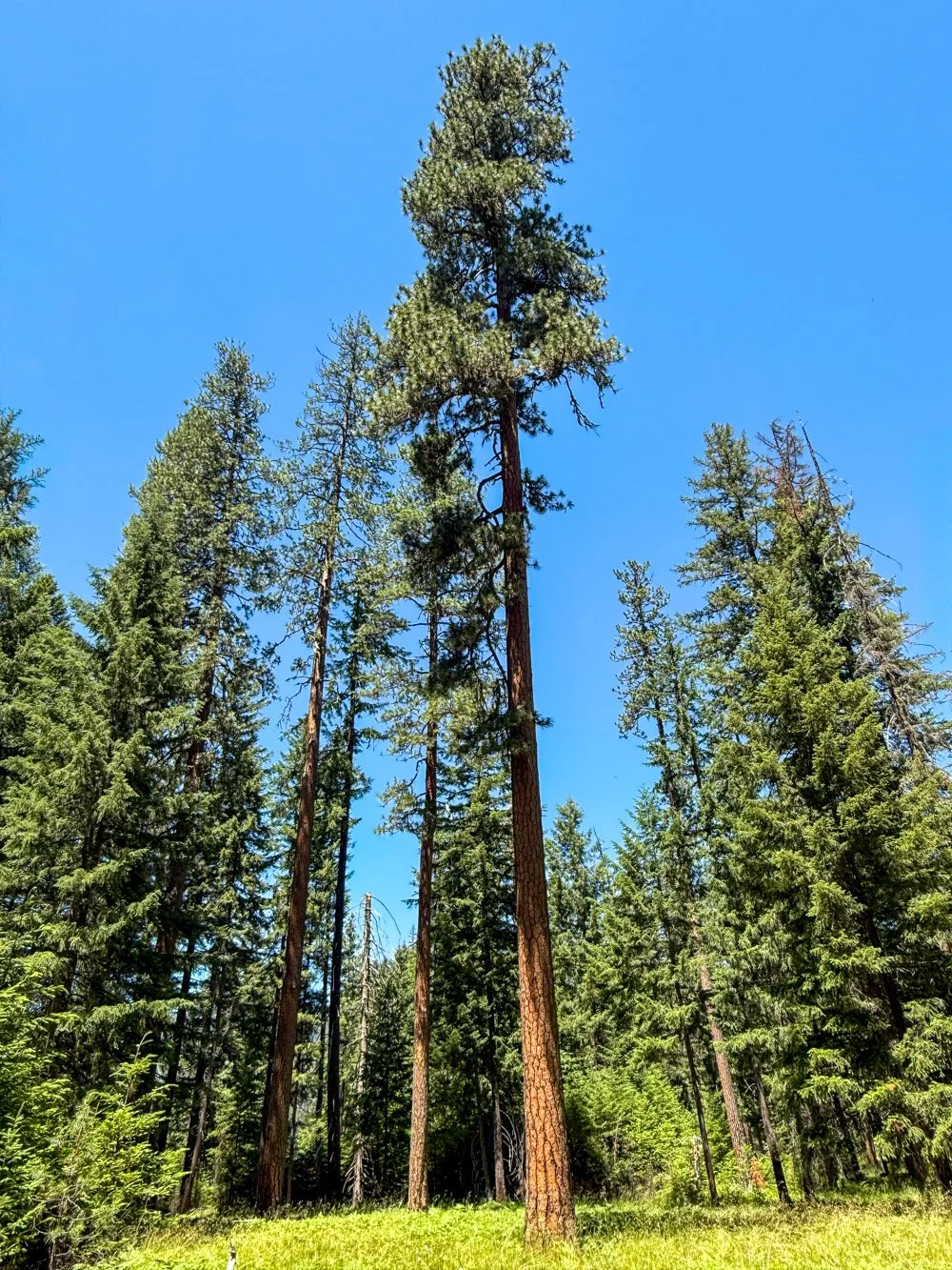 Ponderosa pine