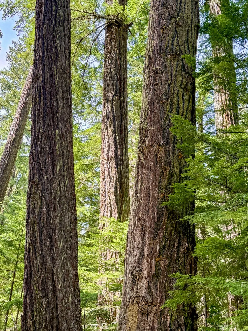 Huge Douglas-fir