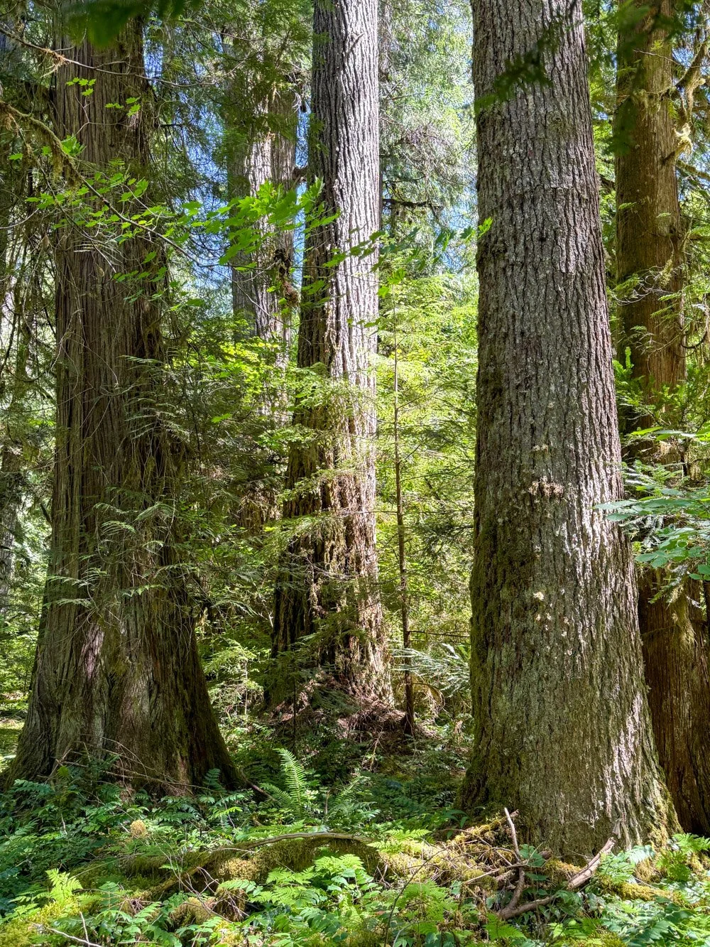 Old growth