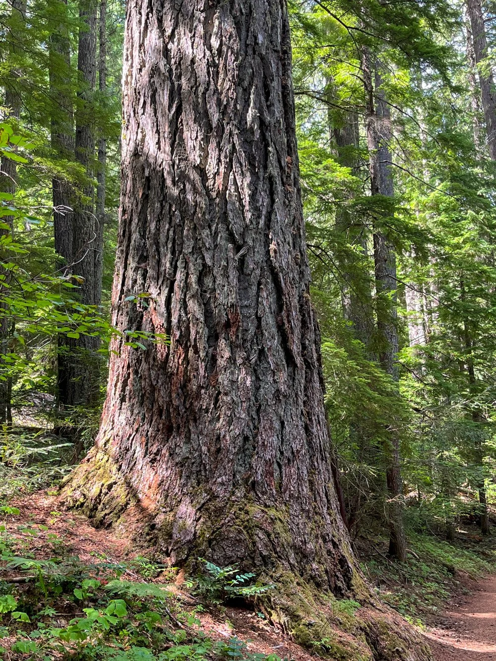 Massive Douglas-fir