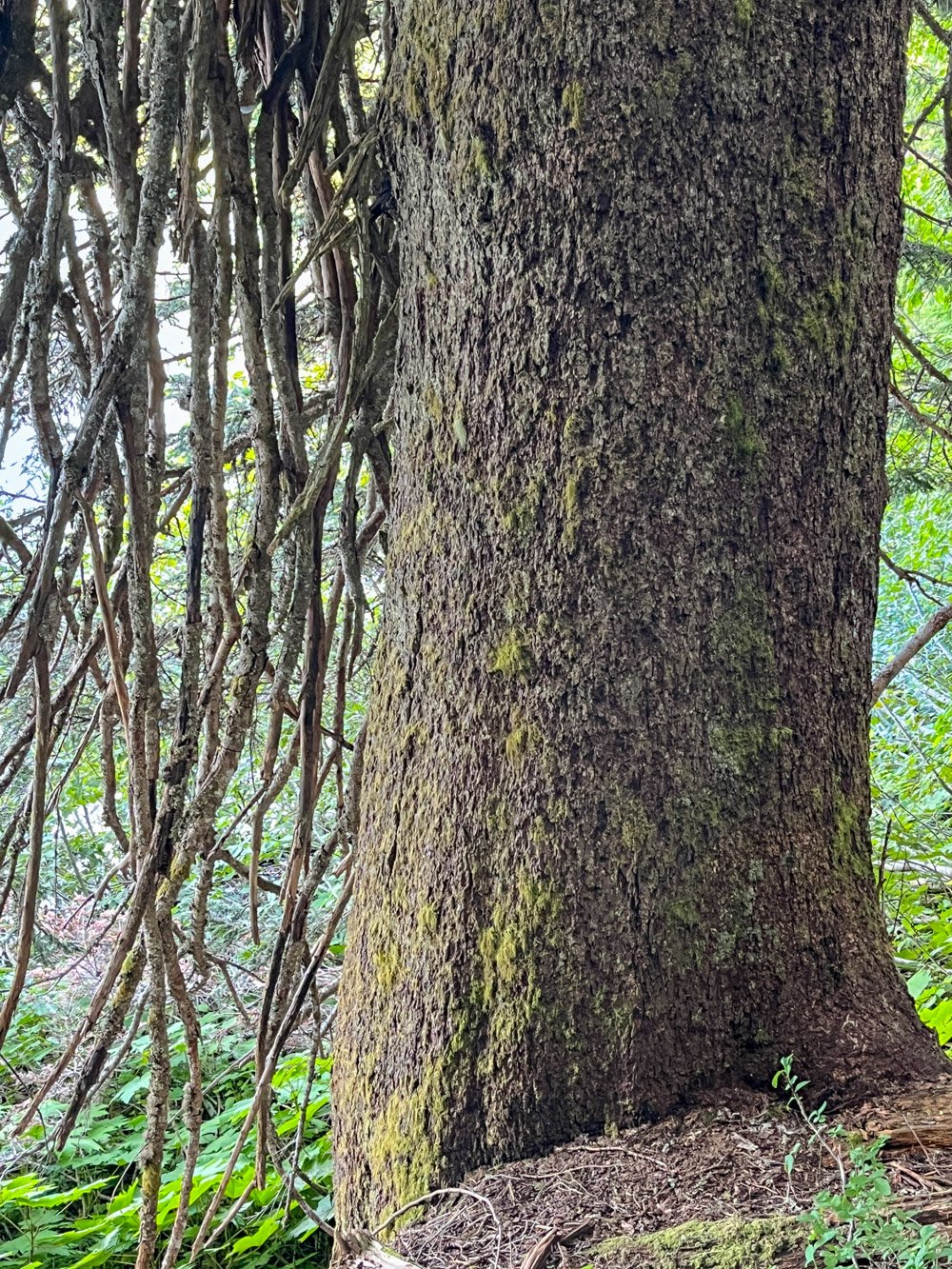 Huge Pacific silver fir