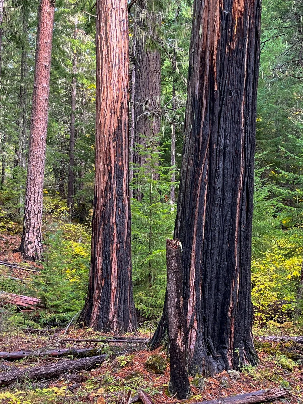 Fire-scorched incense cedar