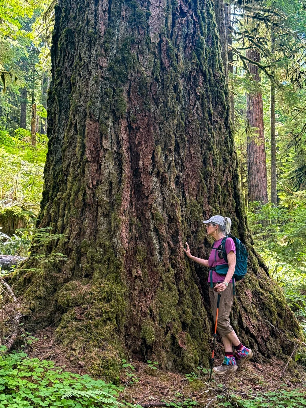 A surviving giant