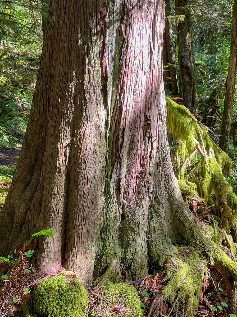 Huge western redcedar