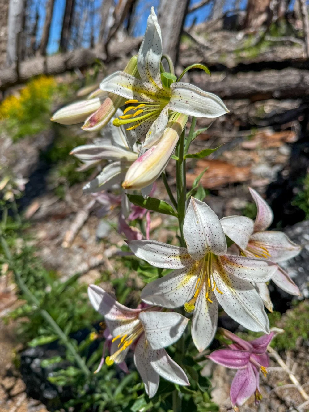 Cascade Lily