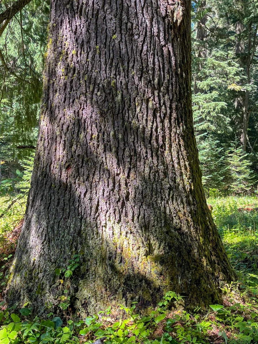 Huge noble fir