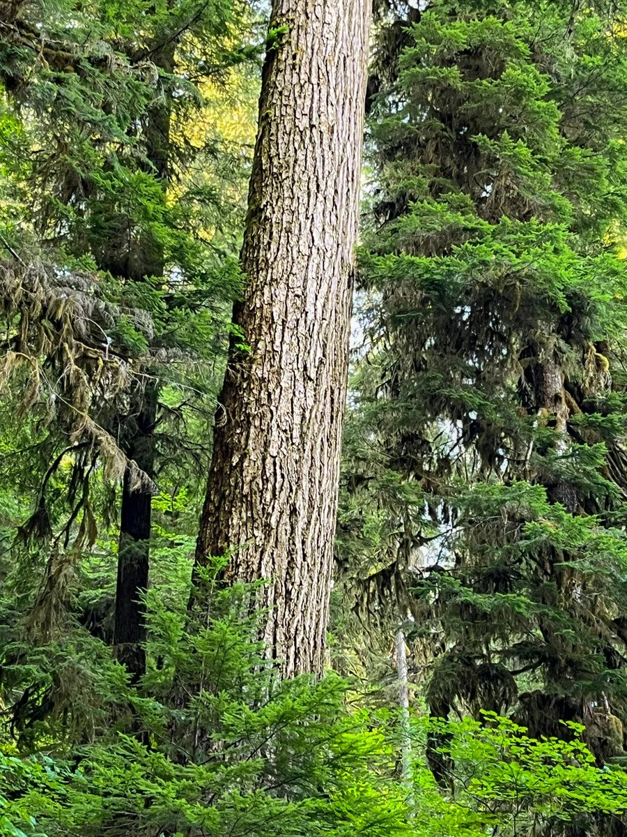 A giant emerges