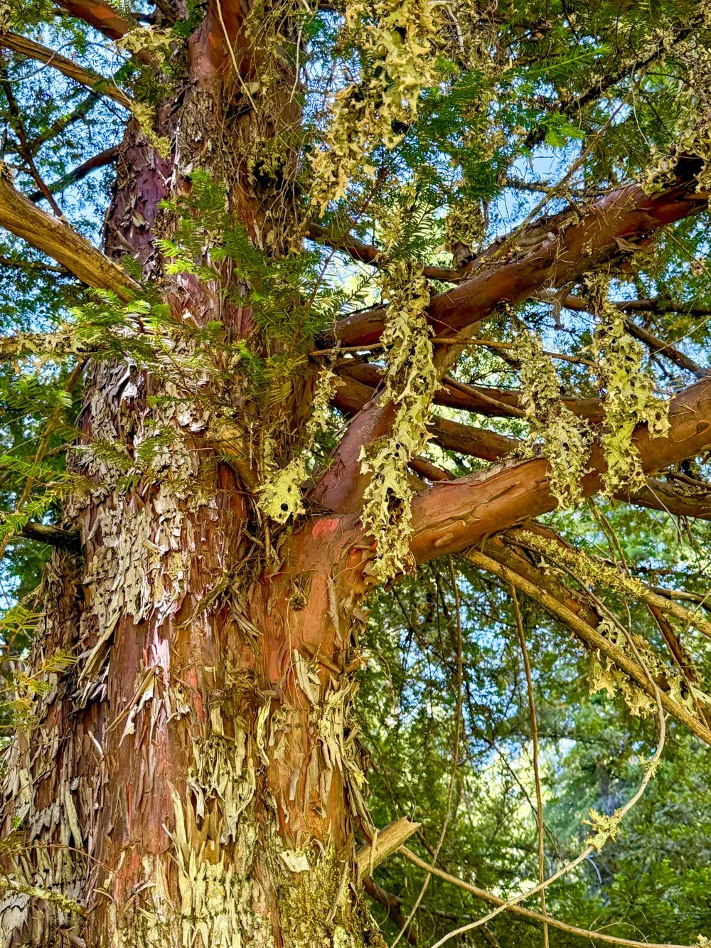 Pacific yew festooned with lichens