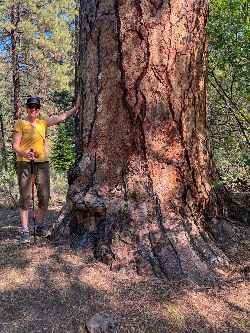 Diane and the big pine