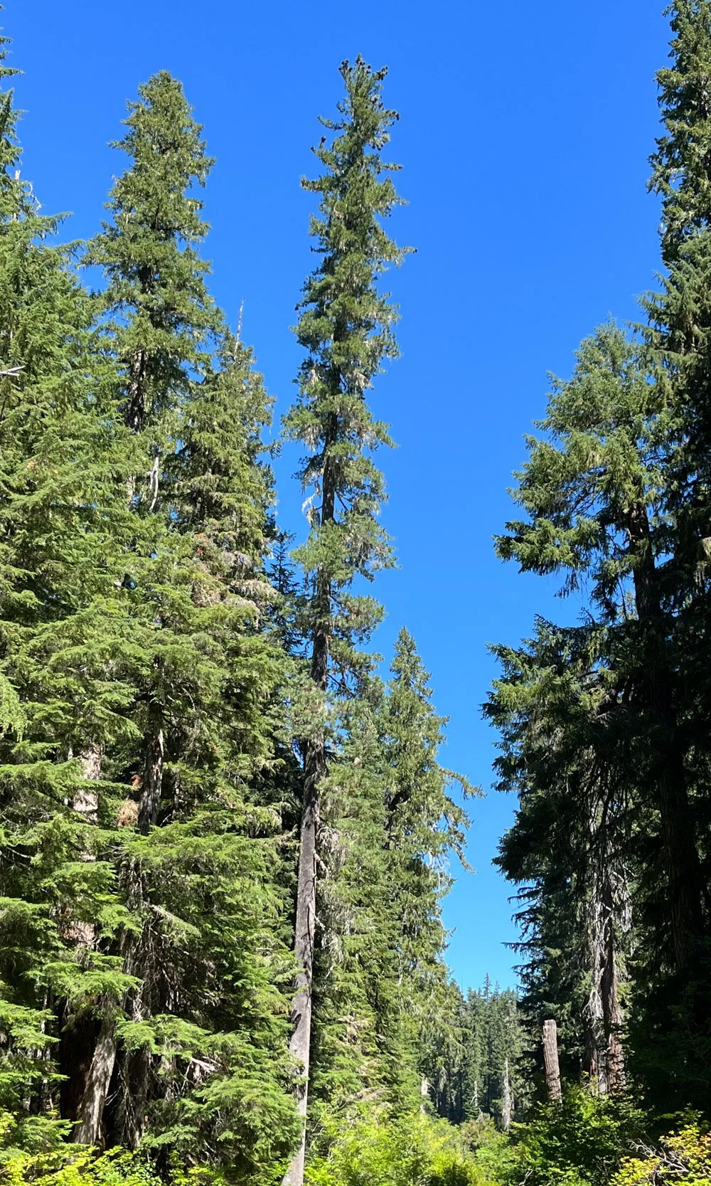 Healthy western white pine