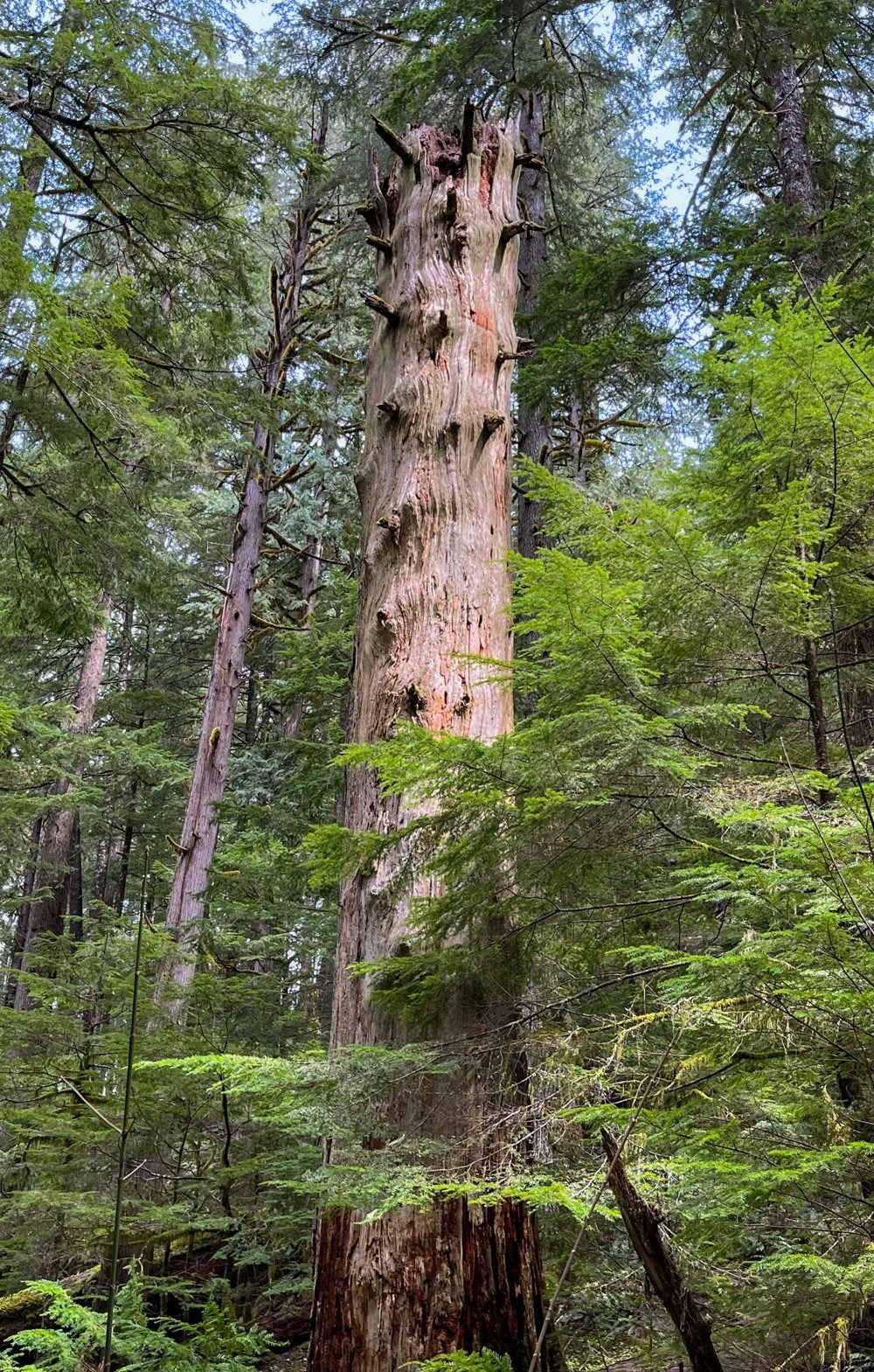 Pileated woodpecker home