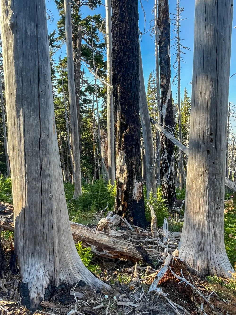 Former old growth