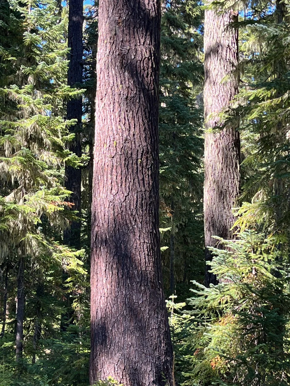 Thick mountain hemlock