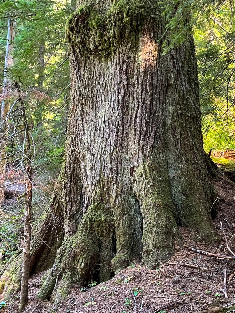 Huge western hemlock