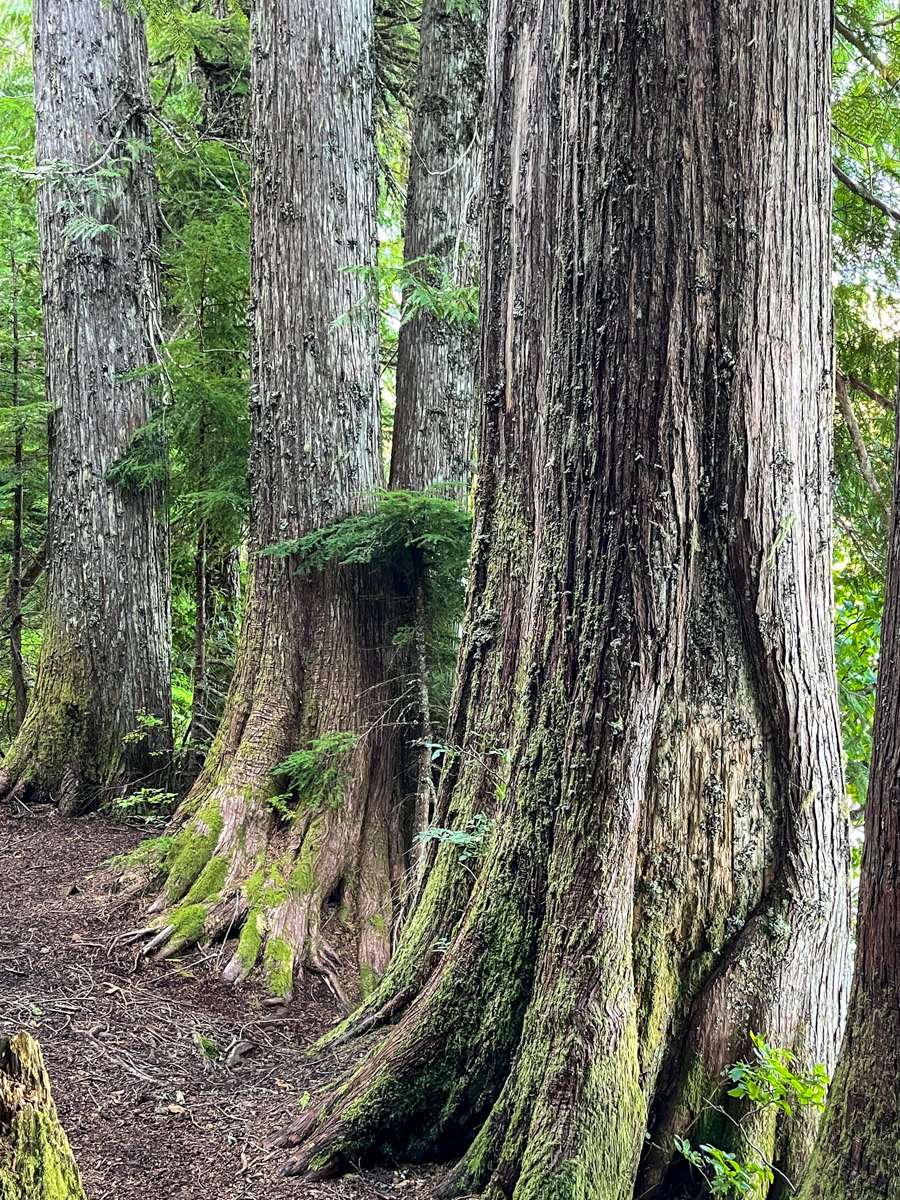 Lakeshore redcedars