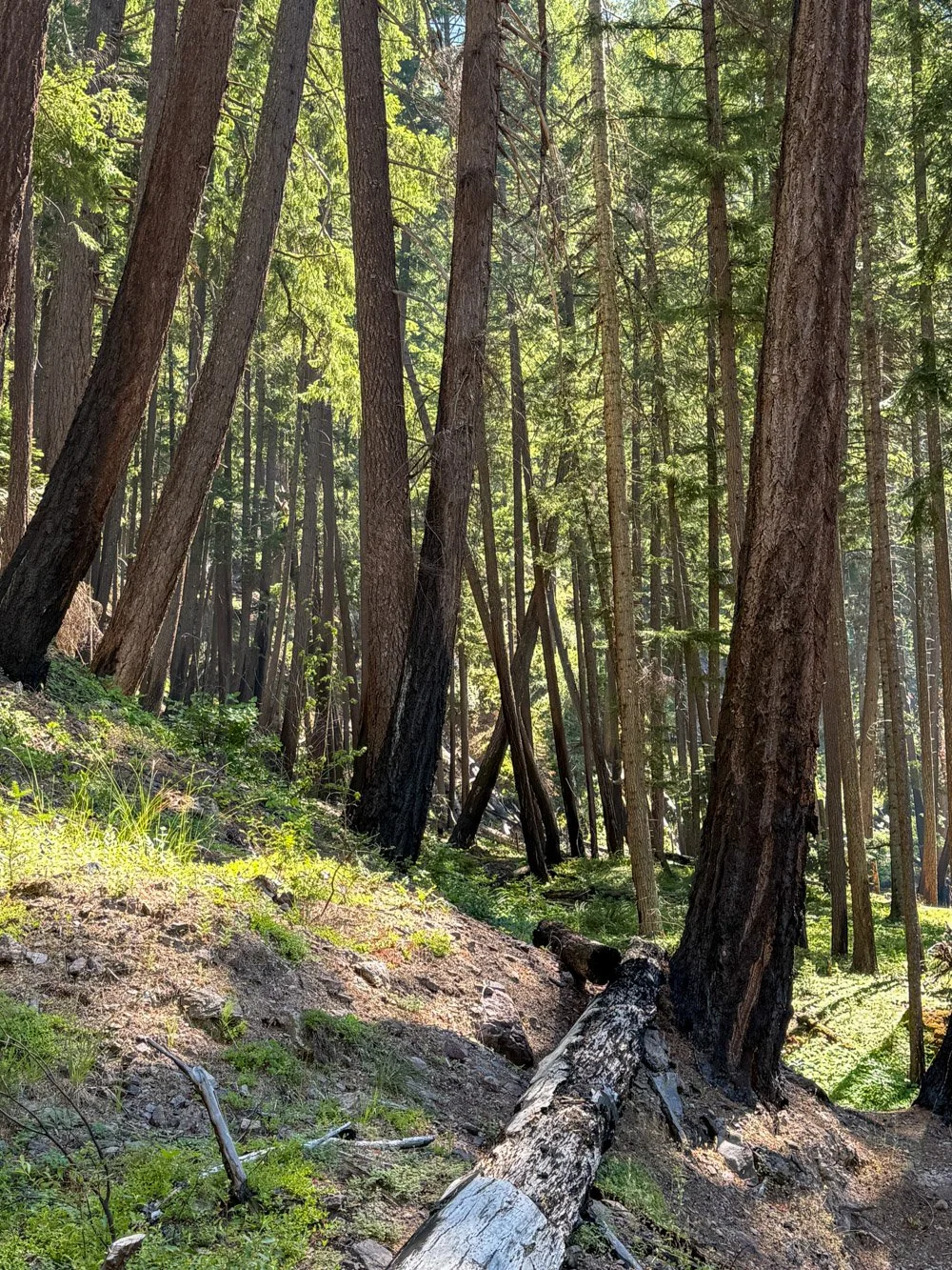Tippy trees on a slow-moving earthflow