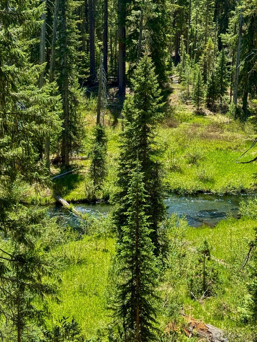 RIparian meadow