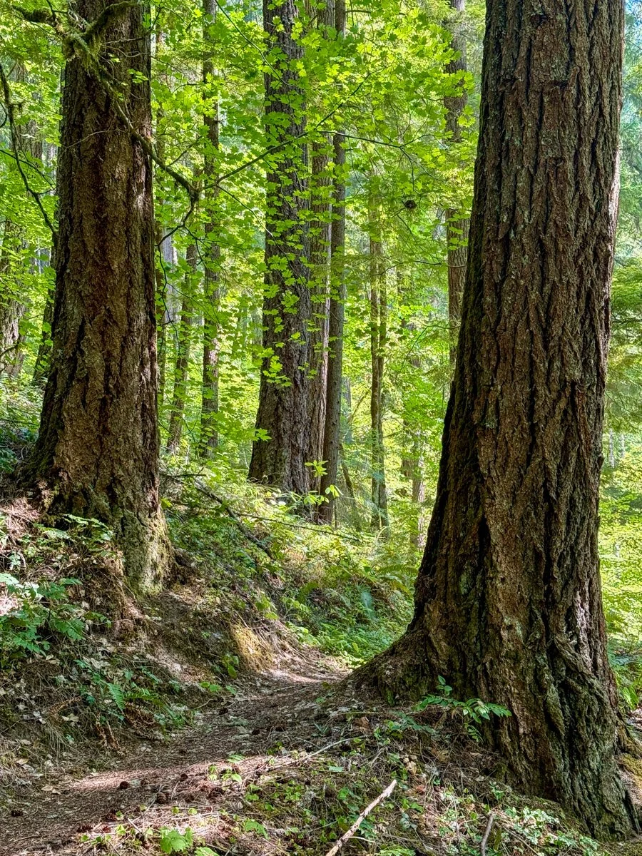 Douglas-fir old growth