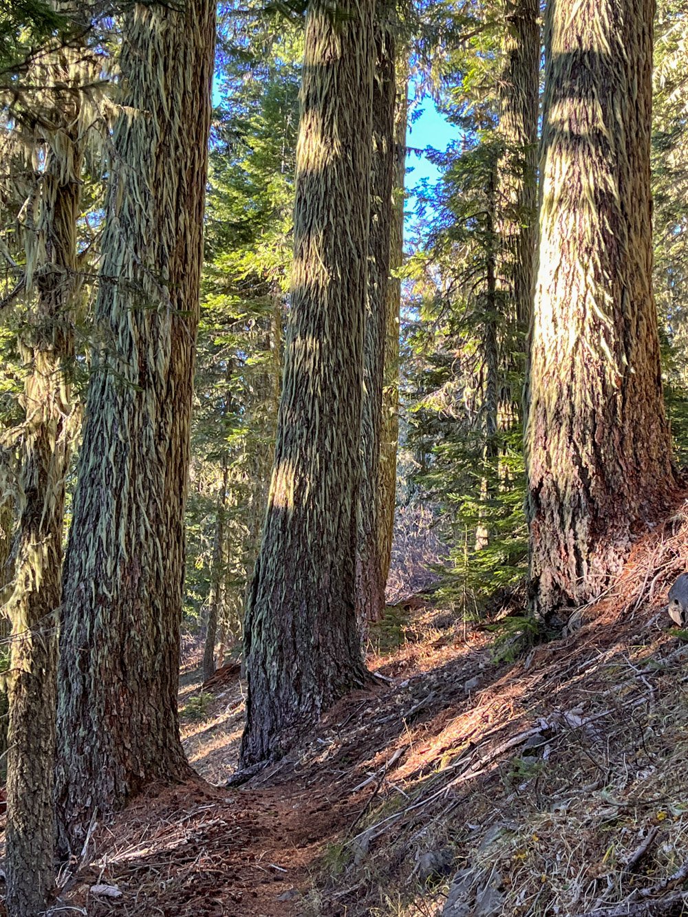 Old Douglas-fir above Youngs Rock
