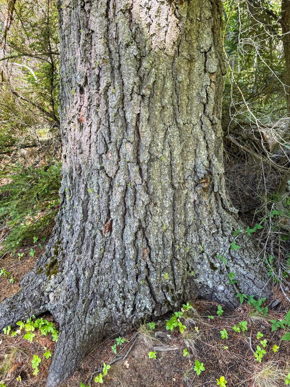 Old grand fir
