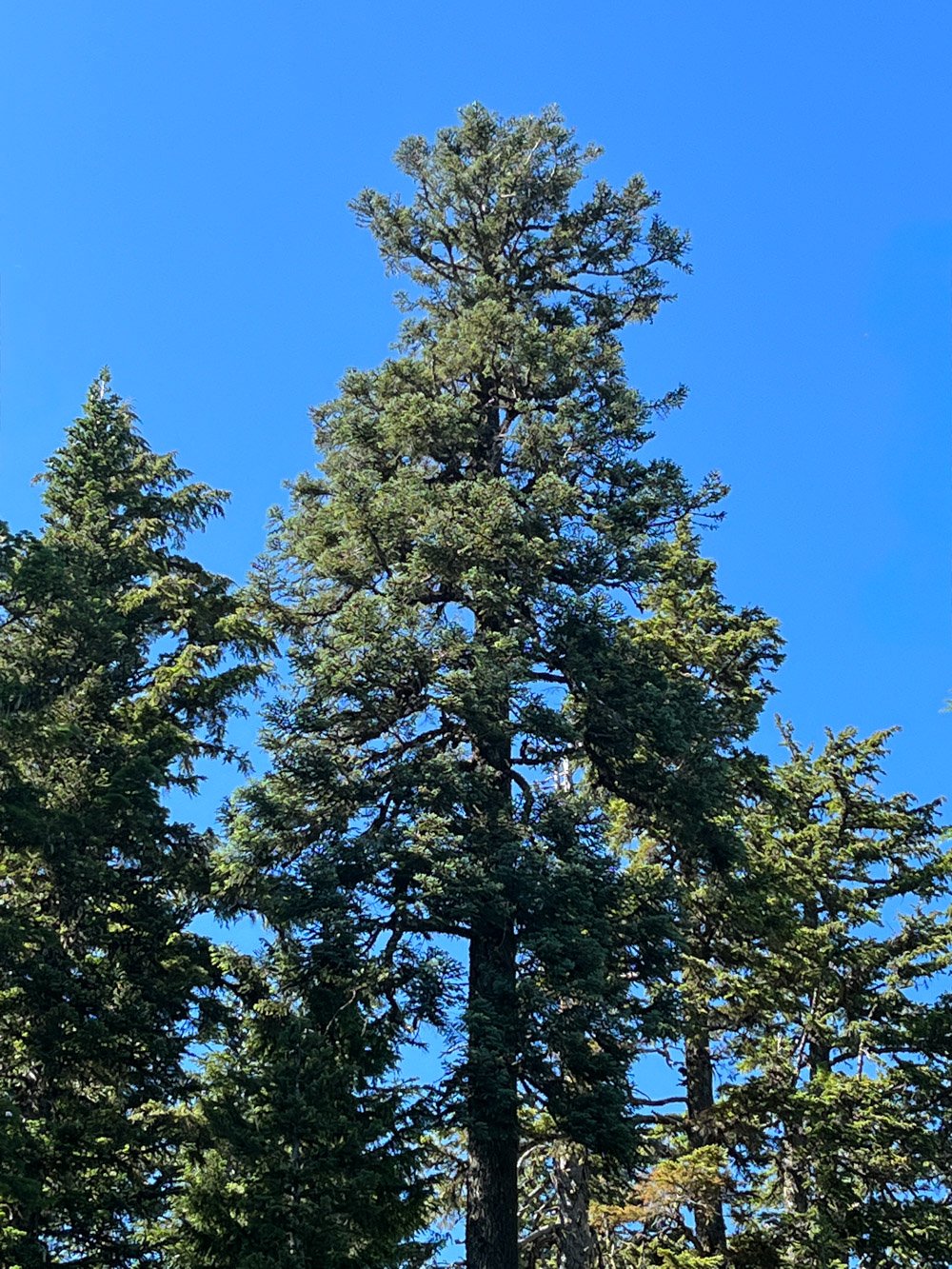 Noble fir