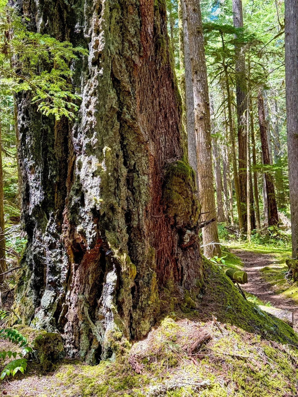 Douglas-fir scorched from a prior fire