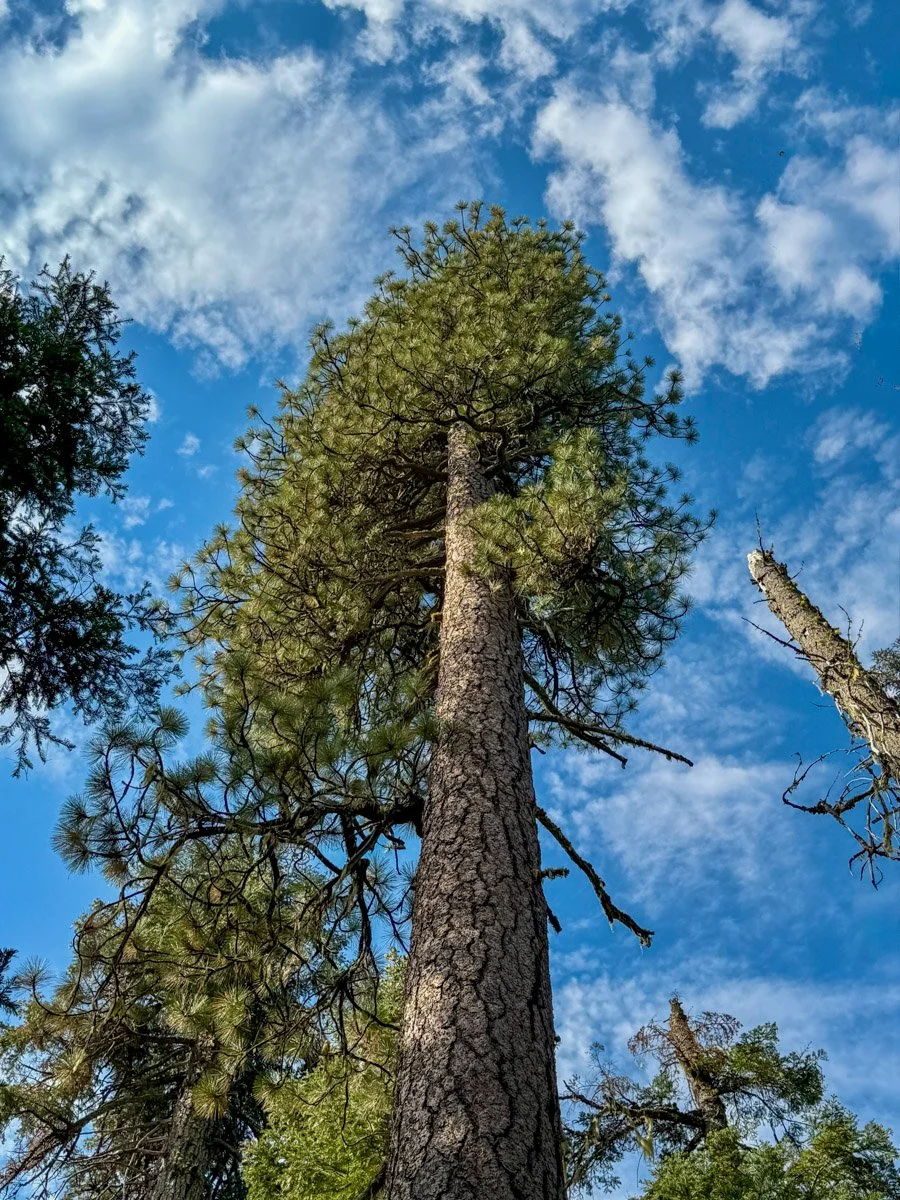 Ponderosa pine crown