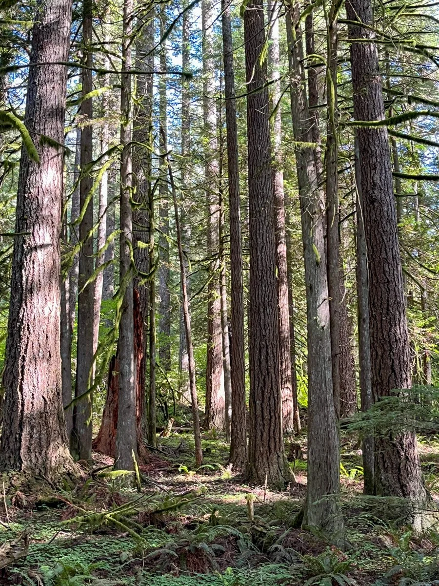 Mature Douglas-fir