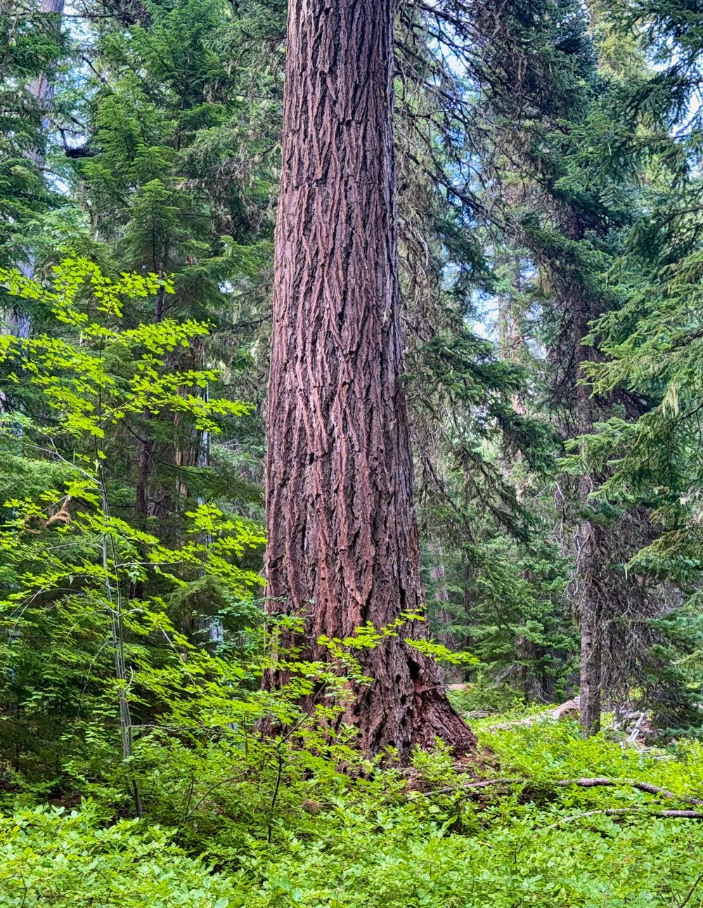 Enormous Douglas-fir