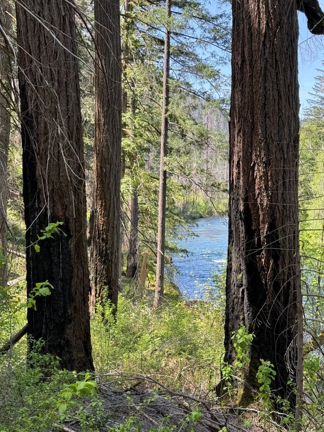 Fire-scorched Douglas-fir along the North Umpqua River