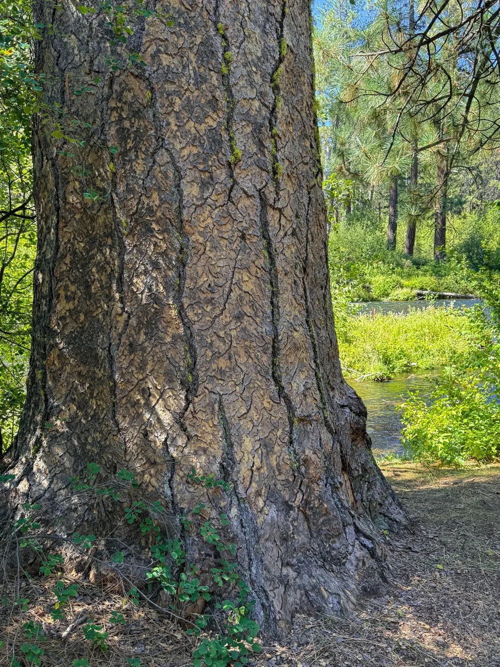 Massive, old ponderosa pine by the river
