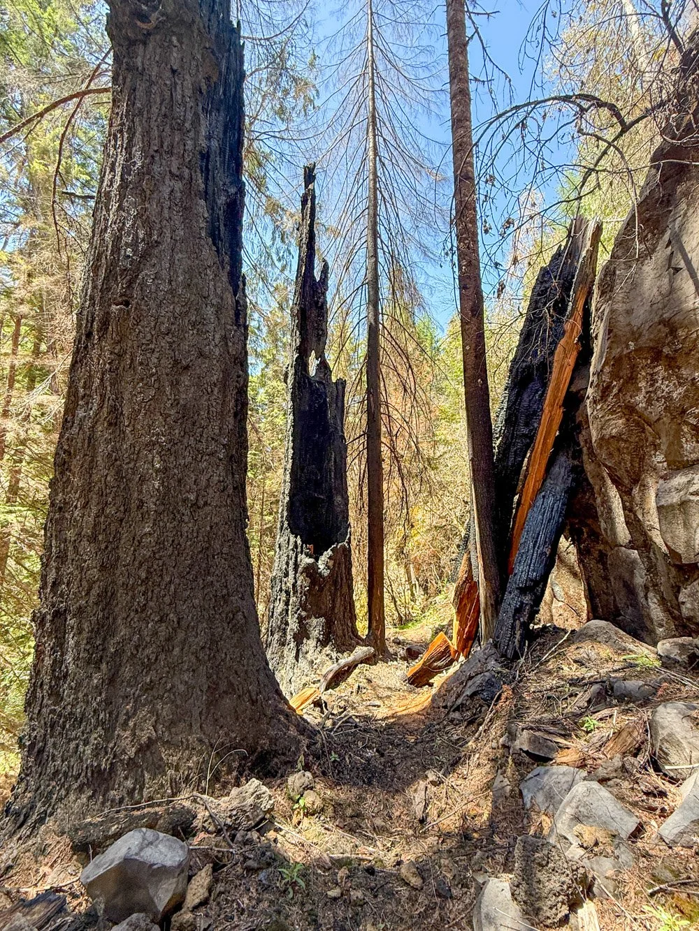 High severity fire (Emigrant Fire 2025)