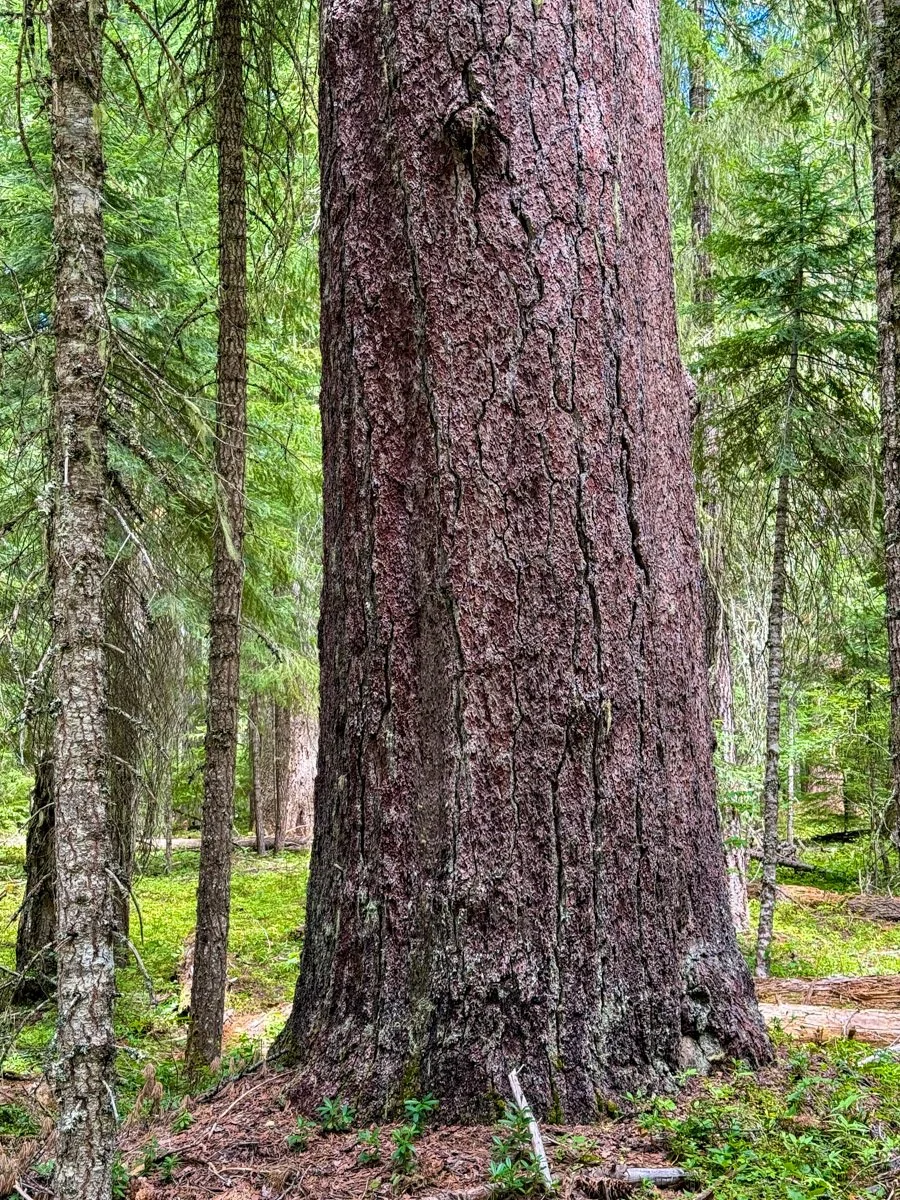 Huge sugar pine